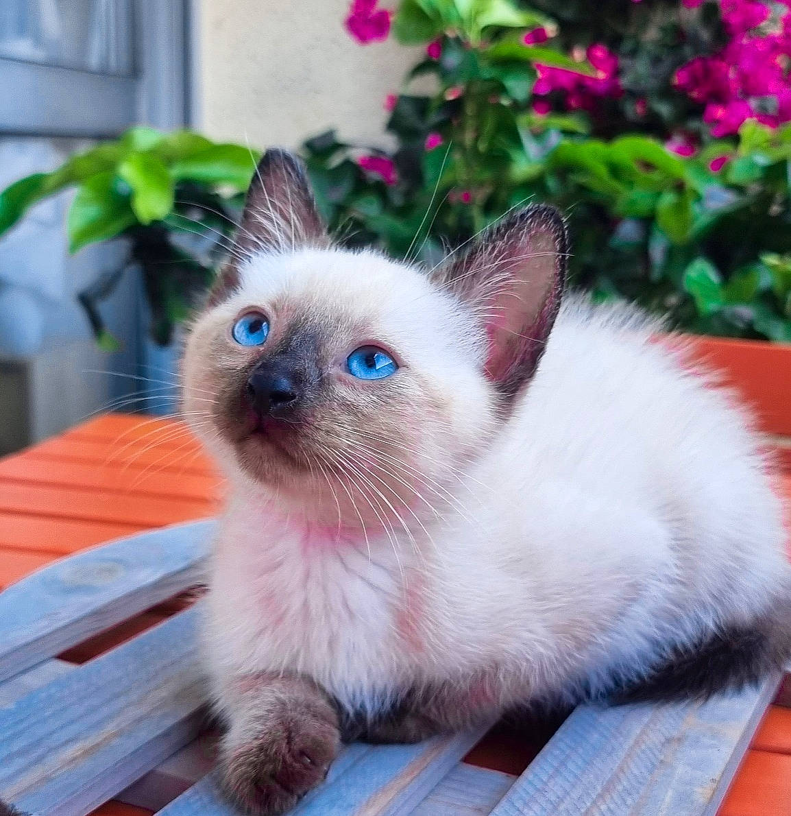 Neko a rejoint le concours — aidez-le/la à gagner de superbes lots ! annual_plant, birman, carnivore, cat, fawn, felidae, flower, flowerpot, fur, houseplant, iris, plant, siamese, small_to_medium_sized_cats, snout, tail, whiskers