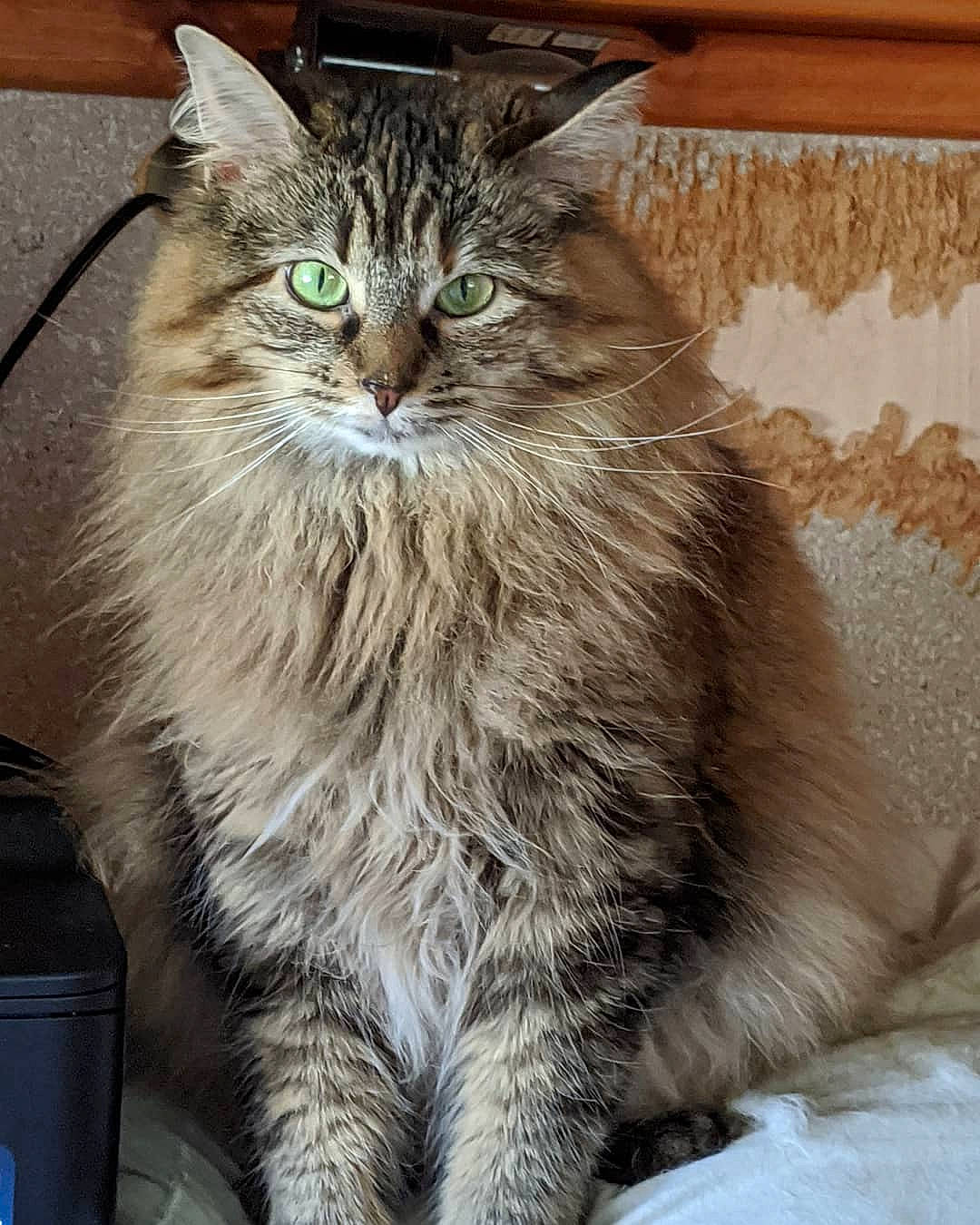 Bubbie joined the competition — help win amazing prizes! asian, asian_semi_longhair, british_longhair, british_semi_longhair, carnivore, cat, cymric, domestic_long_haired_cat, domestic_short_haired_cat, european_shorthair, felidae, maine_coon, mammal, norwegian_forest_cat, ragamuffin, siberian, small_to_medium_sized_cats, tabby_cat, vertebrate, whiskers