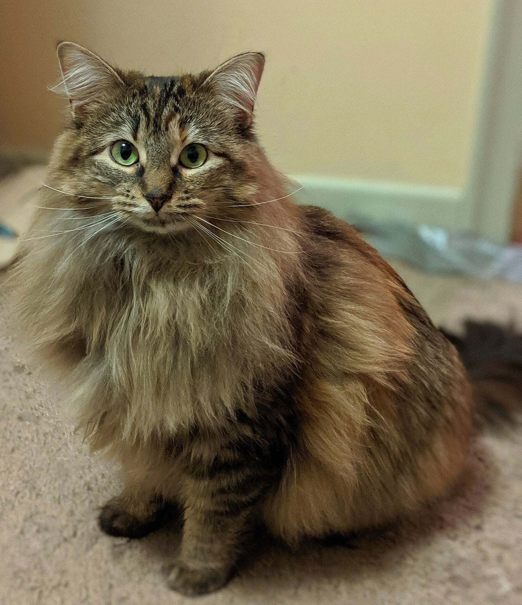 Bubbie is registered to the contest to win money with this photo: asian, asian_semi_longhair, british_longhair, british_semi_longhair, carnivore, cat, cymric, domestic_long_haired_cat, felidae, maine_coon, mammal, napoleon_cat, norwegian_forest_cat, persian, ragamuffin, siberian, small_to_medium_sized_cats, tabby_cat, vertebrate, whiskers