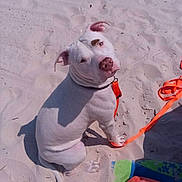 Ruger joined the competition — help win amazing prizes! dog, white_dog, beach, sand, sitting, leash, collar, outdoor, sunlight, shadow, portrait, animal, pet, short_hair, floppy_ears, pink_nose, looking_at_camera, colorful_beach_gear, summer, shoreline