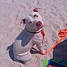 dog, white_dog, beach, sand, sitting, leash, collar, outdoor, sunlight, shadow, portrait, animal, pet, short_hair, floppy_ears, pink_nose, looking_at_camera, colorful_beach_gear, summer, shoreline