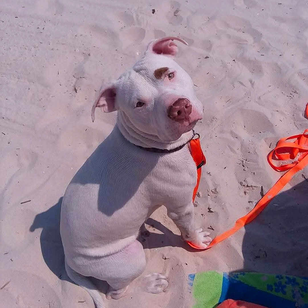 Ruger