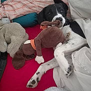 Comète a rejoint le concours — aidez-le/la à gagner de superbes lots ! person, dog, bed, pillow, blanket, stuffed_toy, glasses, sleeping, plush, resting, indoor, comfort, cozy, black_and_white, spotted, animal, pet, cuddle, relaxation, soft