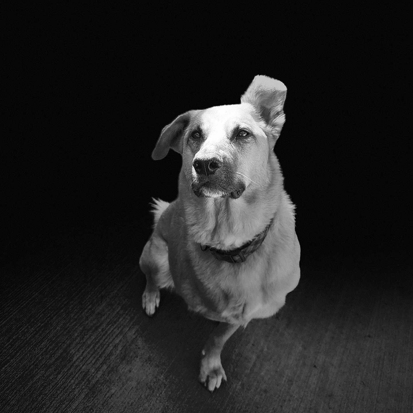 Daiyah is registered to the contest to win money with this photo: accessories, animal, beagle, bodypart, bulldog, canine, collar, dog, hound, husky, labradorretriever, pet, pitbull, pointer, puppy, snout, strap, terrier, whitedog, wood