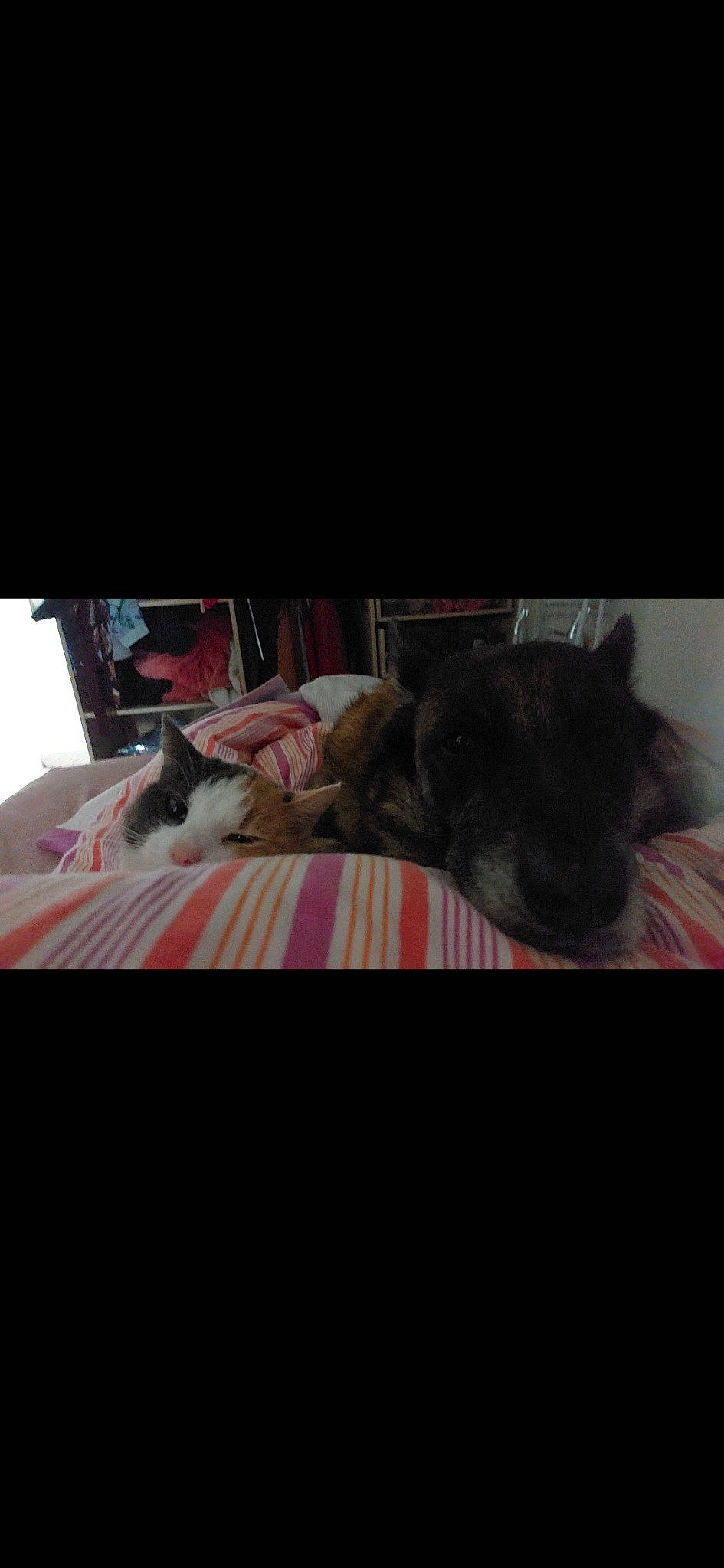 Nora participe au concours pour gagner de l'argent avec cette photo : comfort, companion_dog, couch, darkness, dog, dog_breed, entertainment, felidae, fictional_character, font, fur, linens, magenta, room, selfie, small_to_medium_sized_cats, tail, teddy_bear, toy, whiskers