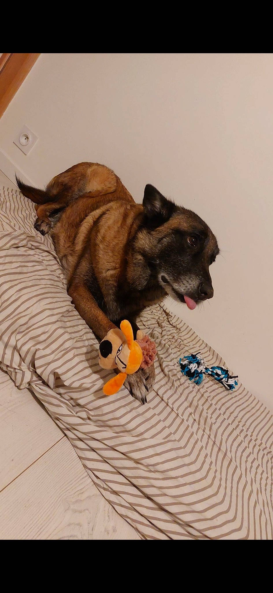 Nora participe au concours pour gagner de l'argent avec cette photo : canidae, carnivore, claw, collar, comfort, companion_dog, dog, dog_breed, dog_supply, fawn, flooring, fur, leash, linens, paw, pet_supply, sporting_group, tail, wood, working_animal