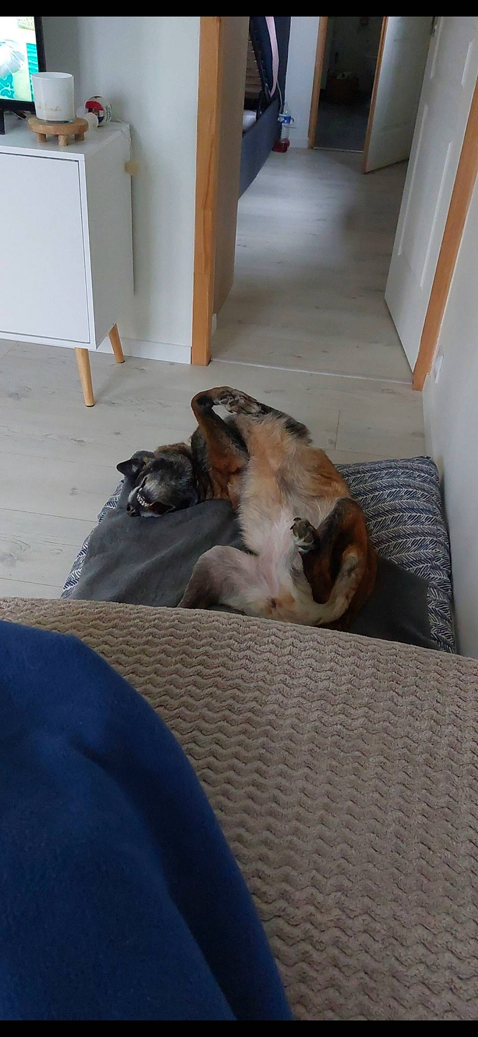 Nora participe au concours pour gagner de l'argent avec cette photo : canidae, carnivore, comfort, companion_dog, dog, dog_breed, fawn, felidae, floor, flooring, fur, hardwood, linens, nap, paw, room, small_to_medium_sized_cats, sporting_group, tail, wood