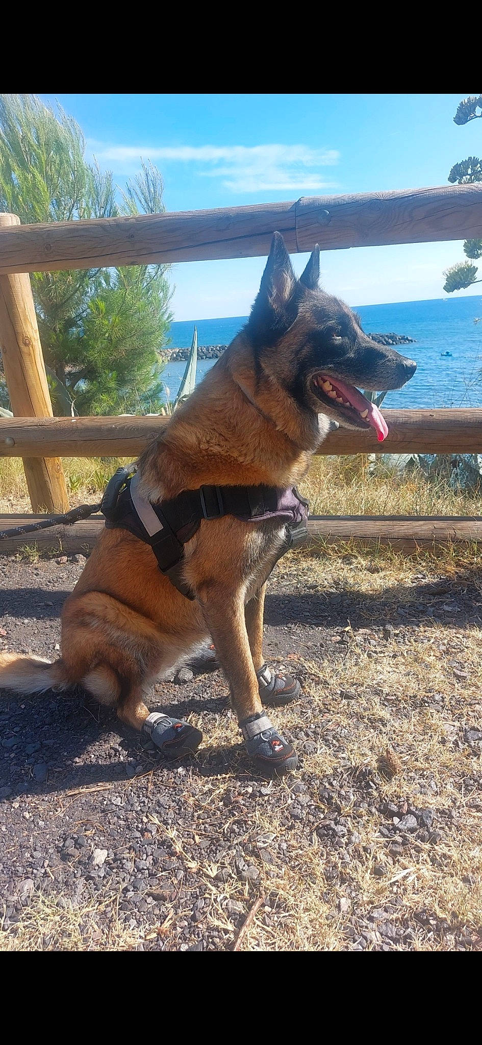 Nora a rejoint le concours — aidez-le/la à gagner de superbes lots ! canidae, carnivore, cloud, collar, companion_dog, dog, dog_breed, dog_collar, east_european_shepherd, fawn, german_shepherd_dog, herding_dog, old_german_shepherd_dog, sky, snout, sporting_group, tail, tree, water, working_animal