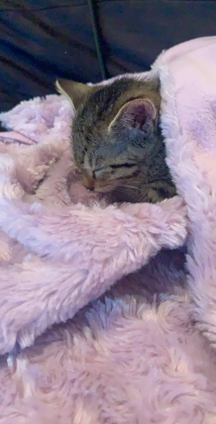 Stormi a rejoint le concours — aidez-le/la à gagner de superbes lots ! asian, california_spangled, carnivore, cat, domestic_short_haired_cat, dragon_li, european_shorthair, felidae, fur, german_rex, kitten, nap, ojos_azules, pixie_bob, polydactyl_cat, sleep, small_to_medium_sized_cats, snout, tabby_cat, whiskers