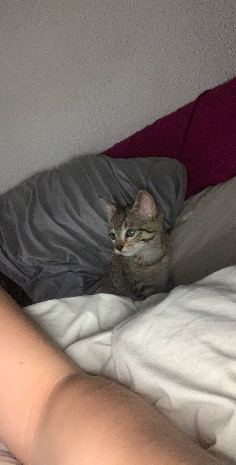 Stormi participe au concours pour gagner de l'argent avec cette photo : american_shorthair, asian, australian_mist, bengal, california_spangled, carnivore, cat, comfort, domestic_short_haired_cat, dragon_li, egyptian_mau, european_shorthair, felidae, kitten, mammal, pixie_bob, small_to_medium_sized_cats, sokoke, tabby_cat, whiskers