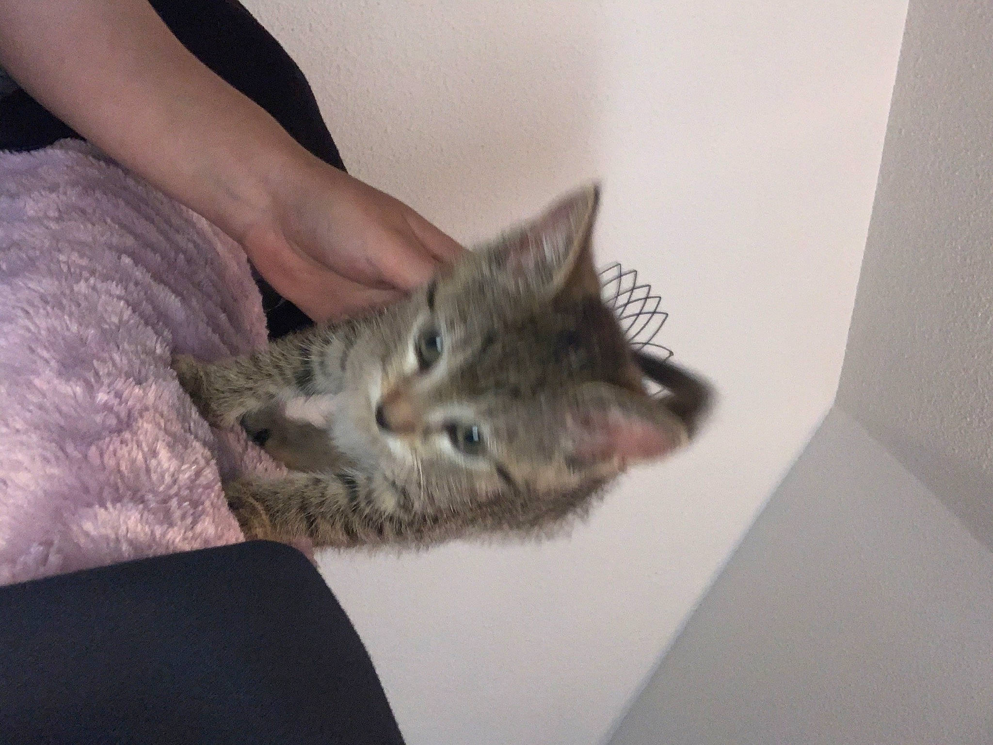 Stormi participe au concours pour gagner de l'argent avec cette photo : aegean_cat, american_shorthair, asian, australian_mist, california_spangled, carnivore, cat, chausie, domestic_short_haired_cat, dragon_li, european_shorthair, felidae, fur, kitten, mammal, ojos_azules, pixie_bob, small_to_medium_sized_cats, tabby_cat, whiskers