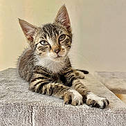 Despe participe au concours pour gagner de l'argent avec cette photo : cat, close_up, cute, ears, eyes, feline, fur, indoor, kitten, looking_at_camera, mammal, paws, pet, pet_furniture, portrait, relaxed, resting, soft_texture, tabby, whiskers