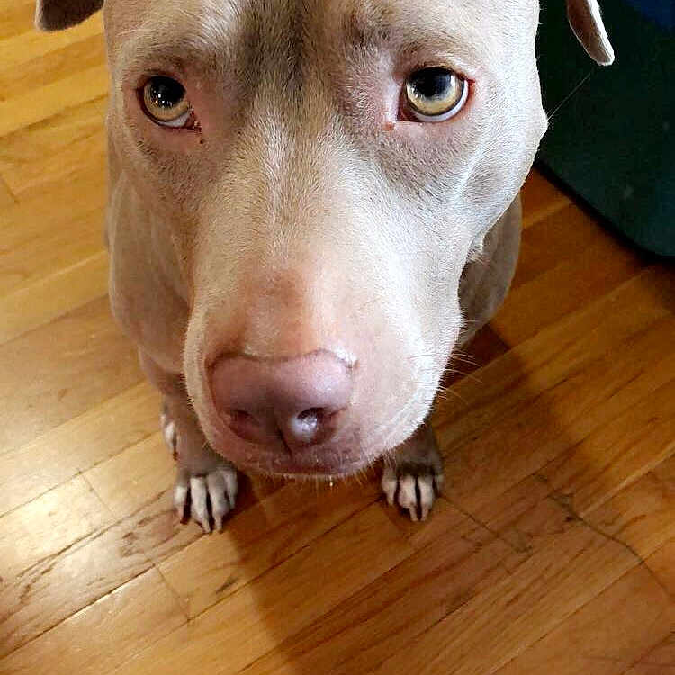 Kyra joined the competition — help win amazing prizes! american_bulldog, american_pit_bull_terrier, american_staffordshire_terrier, bull_and_terrier, canidae, carnivore, catahoula_bulldog, dog, dog_breed, ear, fawn, floor, flooring, mammal, non_sporting_group, nose, pit_bull, rare_breed_dog, snout, vertebrate