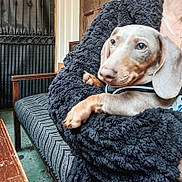 Buddy joined the competition — help win amazing prizes! arm, blanket, brown, chair, collar, comfort, cozy, cushion, dachshund, dog, ears, fur, indoor, metal_gate, person, pet, relaxed, resting, snout, wood