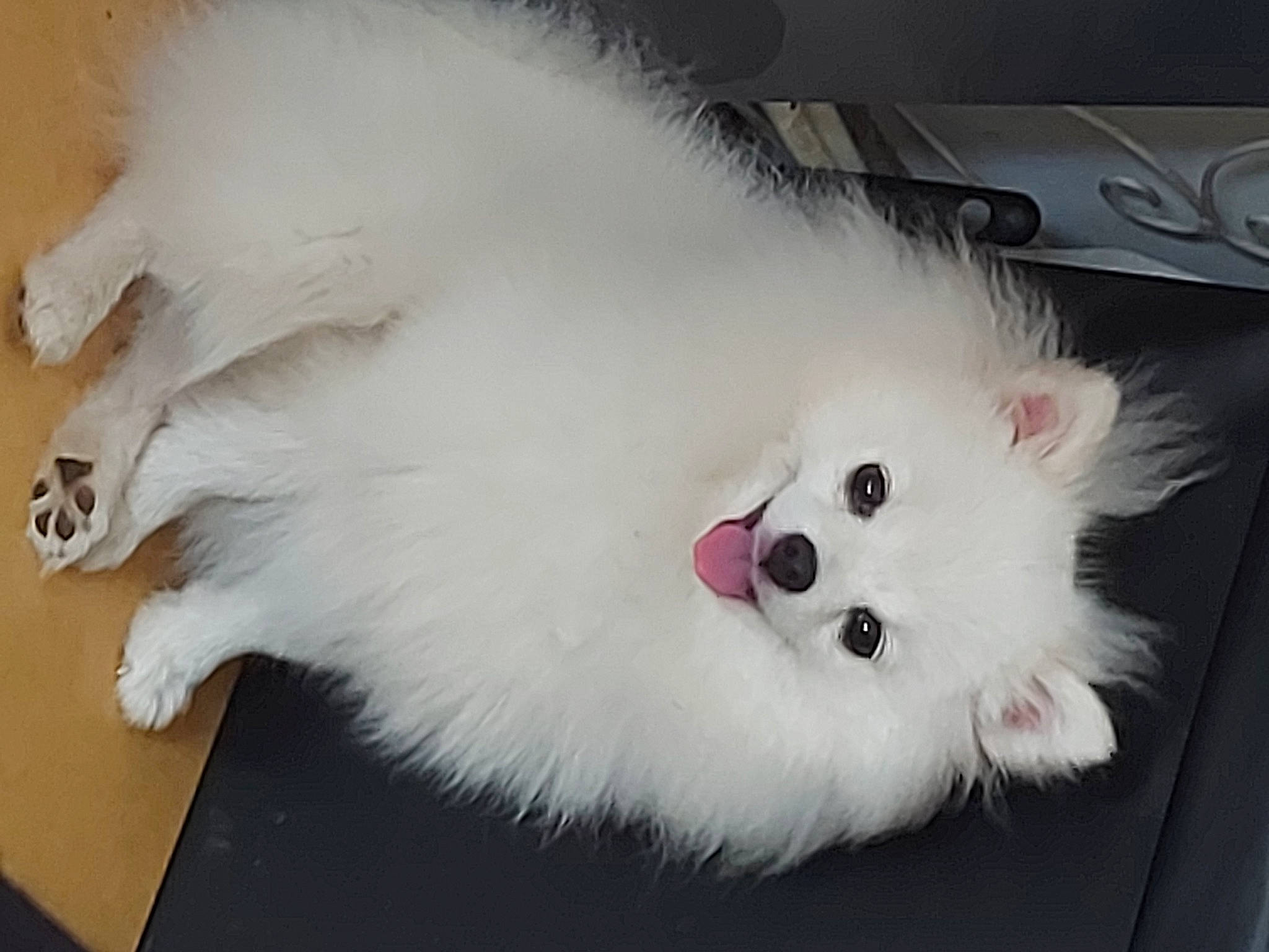 Prada a rejoint le concours — aidez-le/la à gagner de superbes lots ! ancient_dog_breeds, canidae, carnivore, companion_dog, corgi_chihuahua, dog, dog_breed, event, fur, japanese_spitz, non_sporting_group, samoyed, snout, spitz, toy_dog, volpino_italiano, whiskers