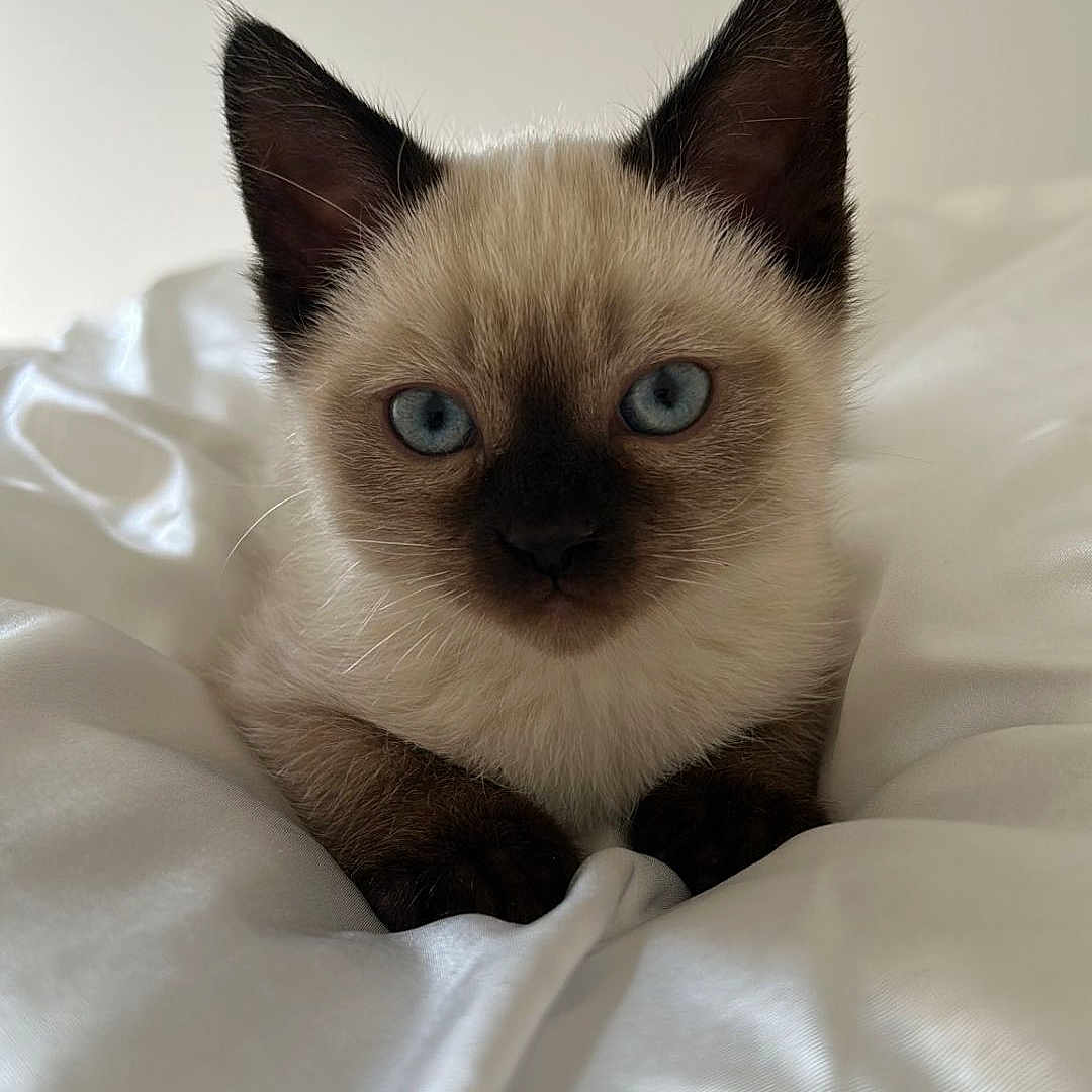 Grisou participe au concours pour gagner de l'argent avec cette photo : animal, bed, blanket, cat, furniture, kitten, manx, pet, siamese