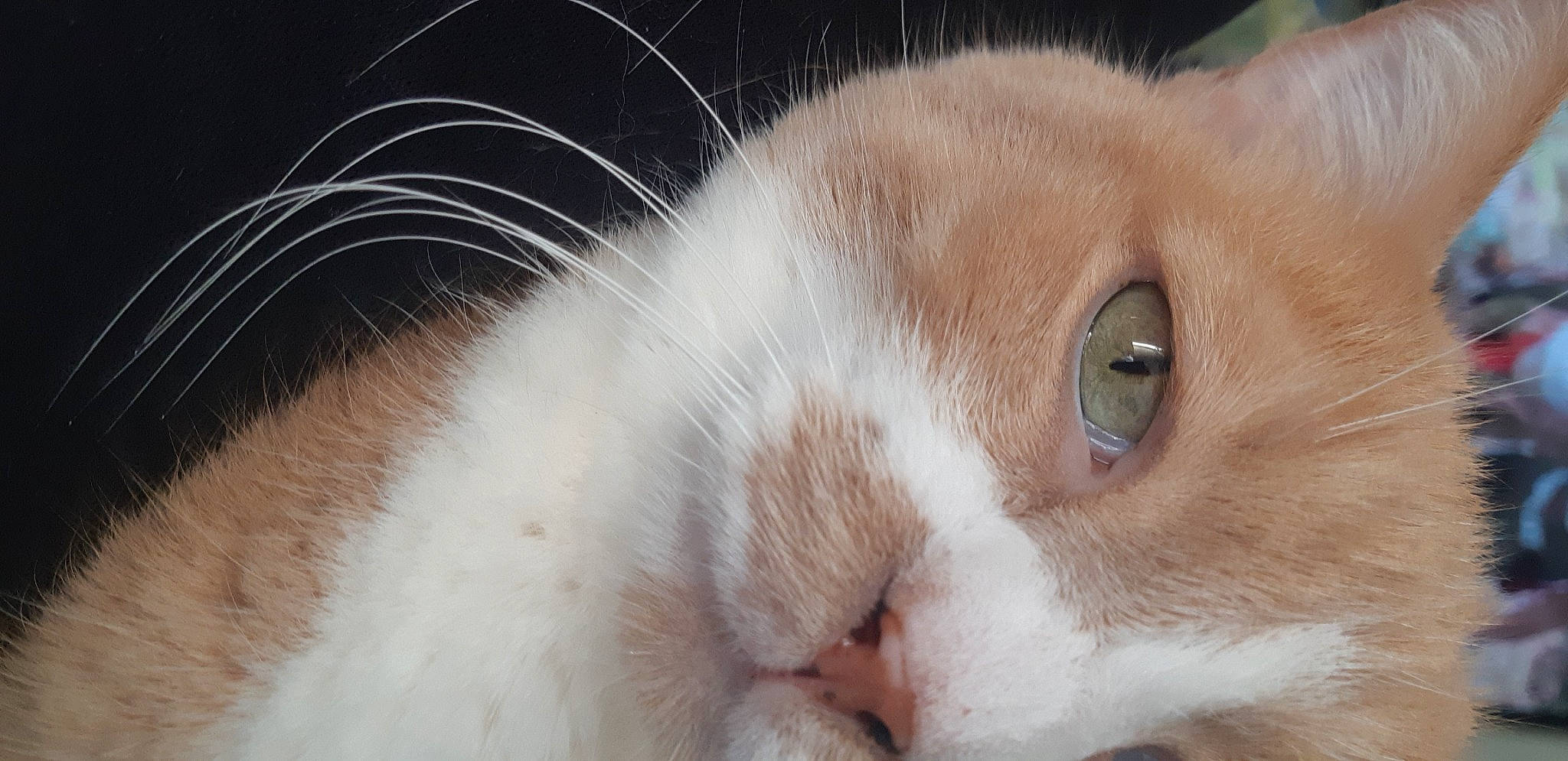 Monsieur Chat participe au concours pour gagner de l'argent avec cette photo : carnivore, cat, domestic_short_haired_cat, ear, eye, fawn, felidae, fur, head, iris, paw, small_to_medium_sized_cats, snout, whiskers