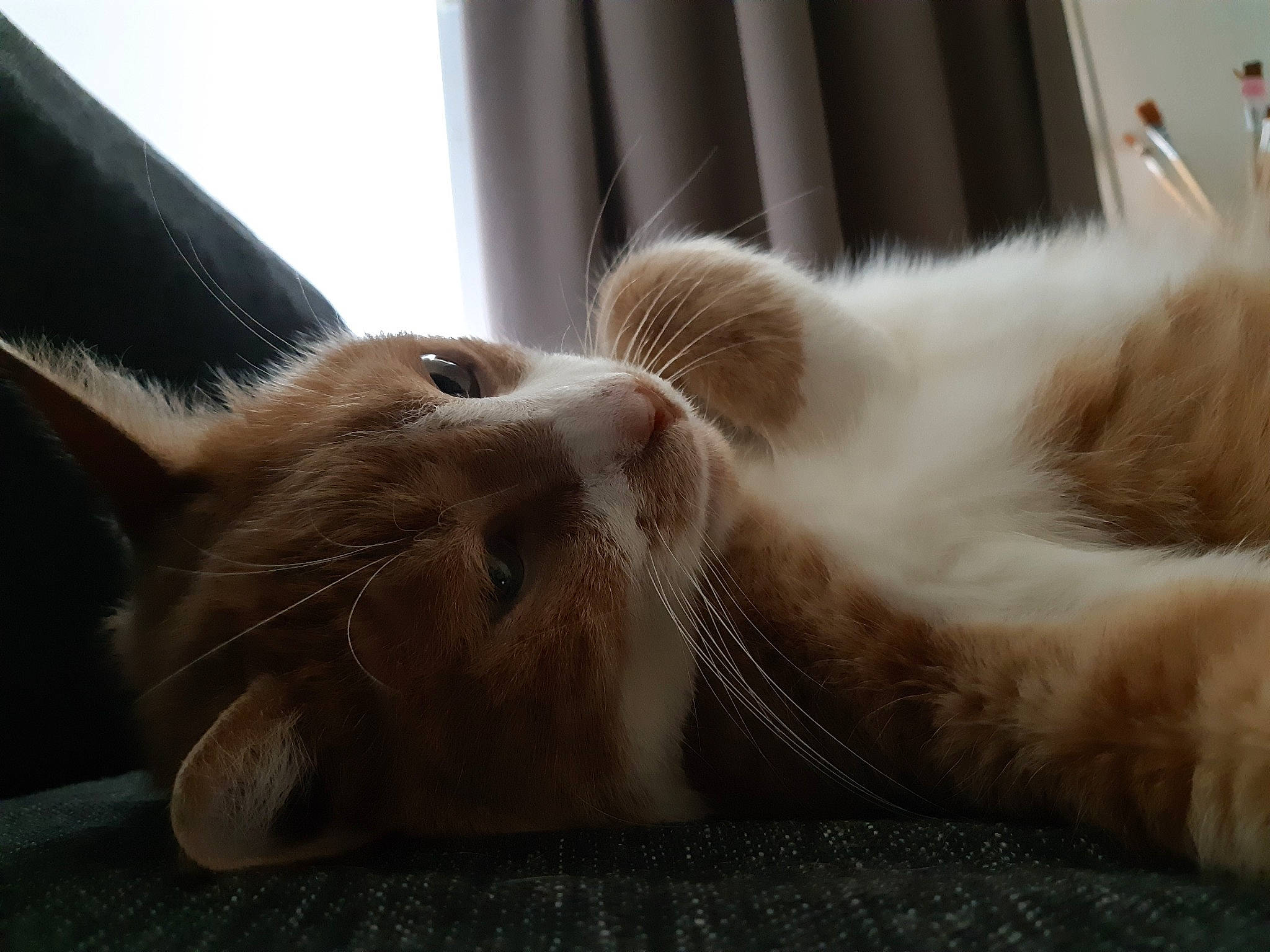 Monsieur Chat participe au concours pour gagner de l'argent avec cette photo : carnivore, cat, claw, comfort, domestic_short_haired_cat, fawn, felidae, flooring, fur, metal, nap, paw, sleep, small_to_medium_sized_cats, snout, tail, terrestrial_animal, whiskers, window, wood