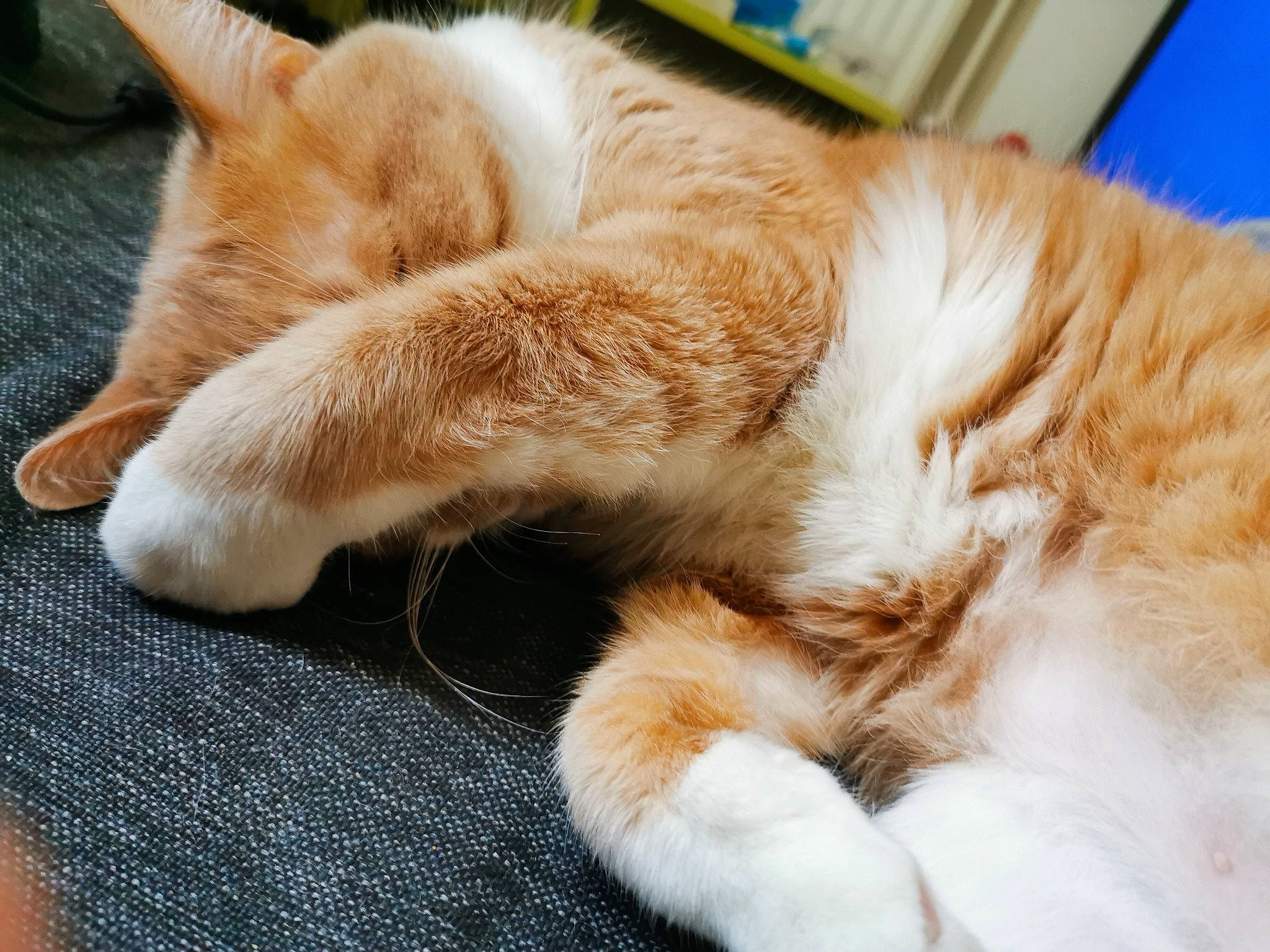 Monsieur Chat a rejoint le concours — aidez-le/la à gagner de superbes lots ! carnivore, cat, claw, comfort, fawn, felidae, flooring, fur, nap, paw, sleep, small_to_medium_sized_cats, snout, tail, whiskers