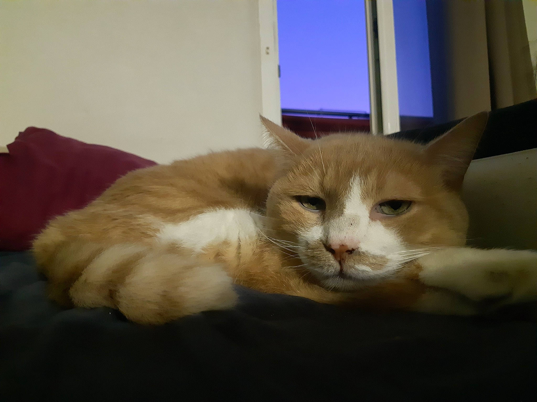 Monsieur Chat participe au concours pour gagner de l'argent avec cette photo : carnivore, cat, cat_supply, claw, comfort, couch, domestic_short_haired_cat, ear, eye, fawn, felidae, fur, nap, paw, small_to_medium_sized_cats, snout, tail, terrestrial_animal, whiskers, window