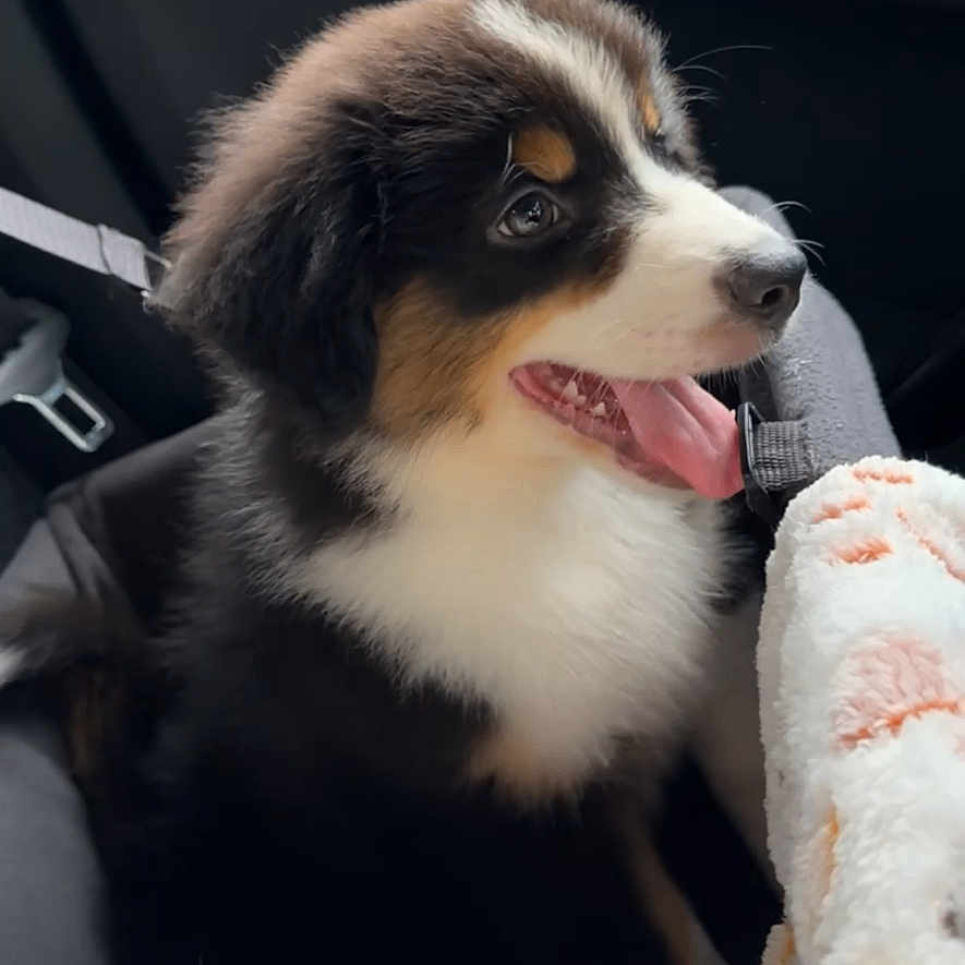 Diogo joined the competition — help win amazing prizes! animal, black_fur, blanket, brown_fur, car_interior, car_seat, cozy, cute, dog, fluffy, fur, happy, indoors, pet, puppy, seatbelt, smiling, tongue_out, white_fur, young_dog