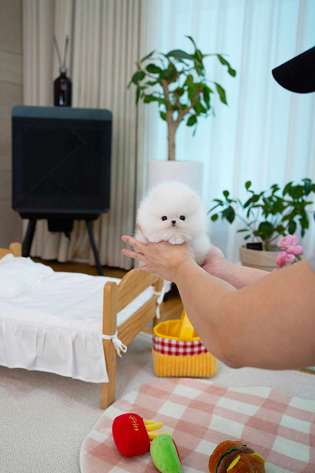 Silly joined the competition — help win amazing prizes! puppy, dog, white_fur, fluffy, small, person, hand, indoor, plant, curtain, wooden_bed, blanket, plush_toy, carpet, basket, living_room, cute, pet, soft, cozy