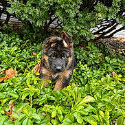 Hilda is registered to the contest to win money with this photo: adorable, animal, bush, curious, cute, dog, ears, fur, garden, german_shepherd, greenery, leaves, nature, outdoor, pet, plant, portrait, puppy, small, young_animal