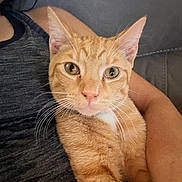 Michael joined the competition — help win amazing prizes! cat, orange_tabby, pet, animal, close_up, indoor, person_arm, couch, fur, whiskers, face, looking_at_camera, comfort, domestic, cute, relaxed, eyes, portrait, mammal, feline