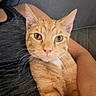 cat, orange_tabby, pet, animal, close_up, indoor, person_arm, couch, fur, whiskers, face, looking_at_camera, comfort, domestic, cute, relaxed, eyes, portrait, mammal, feline