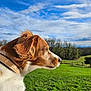 Pépite a rejoint le concours — aidez-le/la à gagner de superbes lots ! animal, canine, clouds, collar, daylight, dog, ears, fence, field, grass, greenery, looking, mammal, nature, outdoor, peaceful, portrait, profile, sky, trees