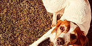 Pépite participe au concours pour gagner de l'argent avec cette photo : animal, brown, canine, collar, cute, daylight, dog, ears, friendly, fur, grass, laying, looking_up, mammal, nature, outdoor, pet, relaxed, sunlight, white