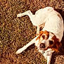 animal, brown, canine, collar, cute, daylight, dog, ears, friendly, fur, grass, laying, looking_up, mammal, nature, outdoor, pet, relaxed, sunlight, white