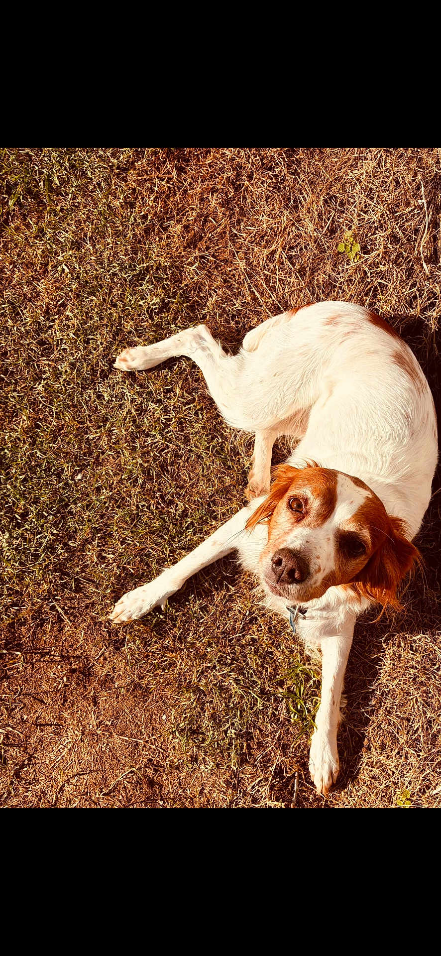 Pépite participe au concours pour gagner de l'argent avec cette photo : animal, brown, canine, collar, cute, daylight, dog, ears, friendly, fur, grass, laying, looking_up, mammal, nature, outdoor, pet, relaxed, sunlight, white