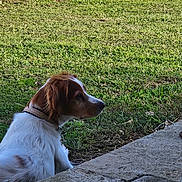 Pépite participe au concours pour gagner de l'argent avec cette photo : animal, brown, calm, canine, collar, daylight, dog, fur, garden, grass, nature, outdoor, pavement, pet, quiet, resting, side_view, sitting, white, yard