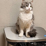 Michus is registered to the contest to win money with this photo: cat, kitten, fluffy, gray_and_white, long_hair, pet, animal, sitting, portrait, whiskers, ears, eyes, nose, paws, tail, indoors, wall, trash_bin, metal_surface, closeup