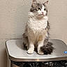 cat, kitten, fluffy, gray_and_white, long_hair, pet, animal, sitting, portrait, whiskers, ears, eyes, nose, paws, tail, indoors, wall, trash_bin, metal_surface, closeup