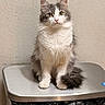 Michus is registered to the contest to win money with this photo: cat, kitten, feline, gray_and_white, fluffy, longhaired, green_eyes, pink_nose, whiskers, upright, sitting, portrait, pet, animal, bathroom, scale, wall, indoor, centered, cute