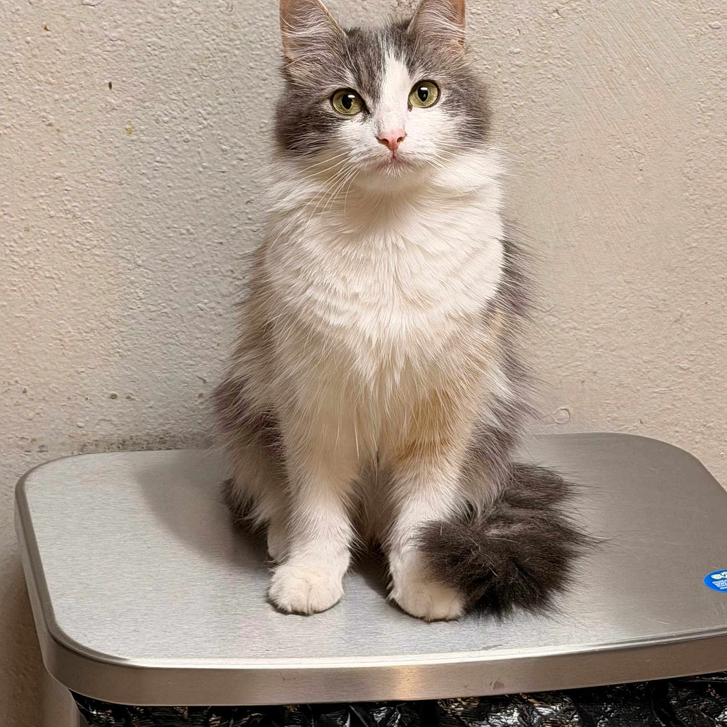Michus is registered to the contest to win money with this photo: cat, kitten, feline, gray_and_white, fluffy, longhaired, green_eyes, pink_nose, whiskers, upright, sitting, portrait, pet, animal, bathroom, scale, wall, indoor, centered, cute