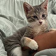 Luna May is registered to the contest to win money with this photo: animal, bed, blanket, cat, closeup, cozy, curious, cute, fur, gray, human_arm, indoor, kitten, pet, playful, resting, soft_light, tabby, whiskers, white_paws