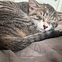 Luna May is registered to the contest to win money with this photo: animal, bed, cat, closeup, comfort, cozy, cute, domestic, feline, fur, indoor, nap, peaceful, pet, relaxation, resting, sleeping, soft, tabby, whiskers