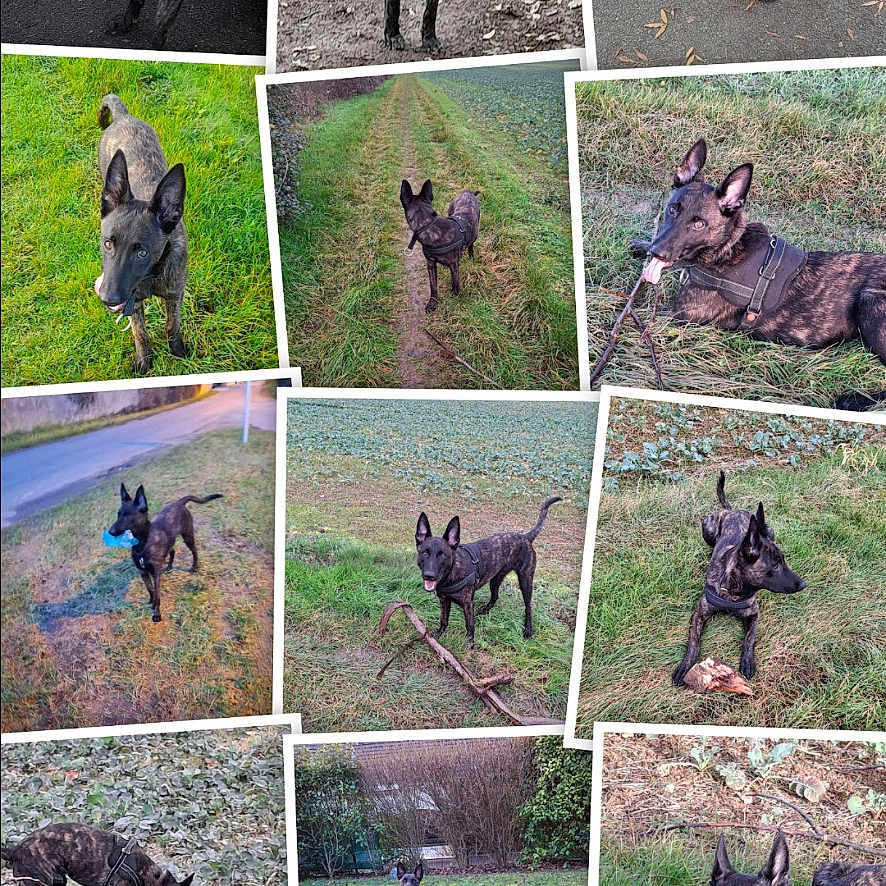 Venom participe au concours pour gagner de l'argent avec cette photo : accessories, animal, art, boar, bull, canine, collage, coyote, deer, dog, donkey, goat, hog, livestock, moose, person, pet, pig, strap, zoo