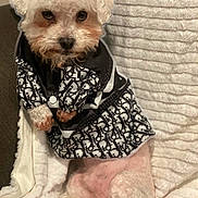 Papi Chulo is registered to the contest to win money with this photo: animal, black_and_white, blanket, clothing, cozy, cute, cute_pet, dog, domestic_animal, fashion, fluffy, fur, indoor, outfit, pattern, pet, portrait, sitting, small_dog, texture
