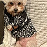 animal, black_and_white, blanket, clothing, cozy, cute, cute_pet, dog, domestic_animal, fashion, fluffy, fur, indoor, outfit, pattern, pet, portrait, sitting, small_dog, texture