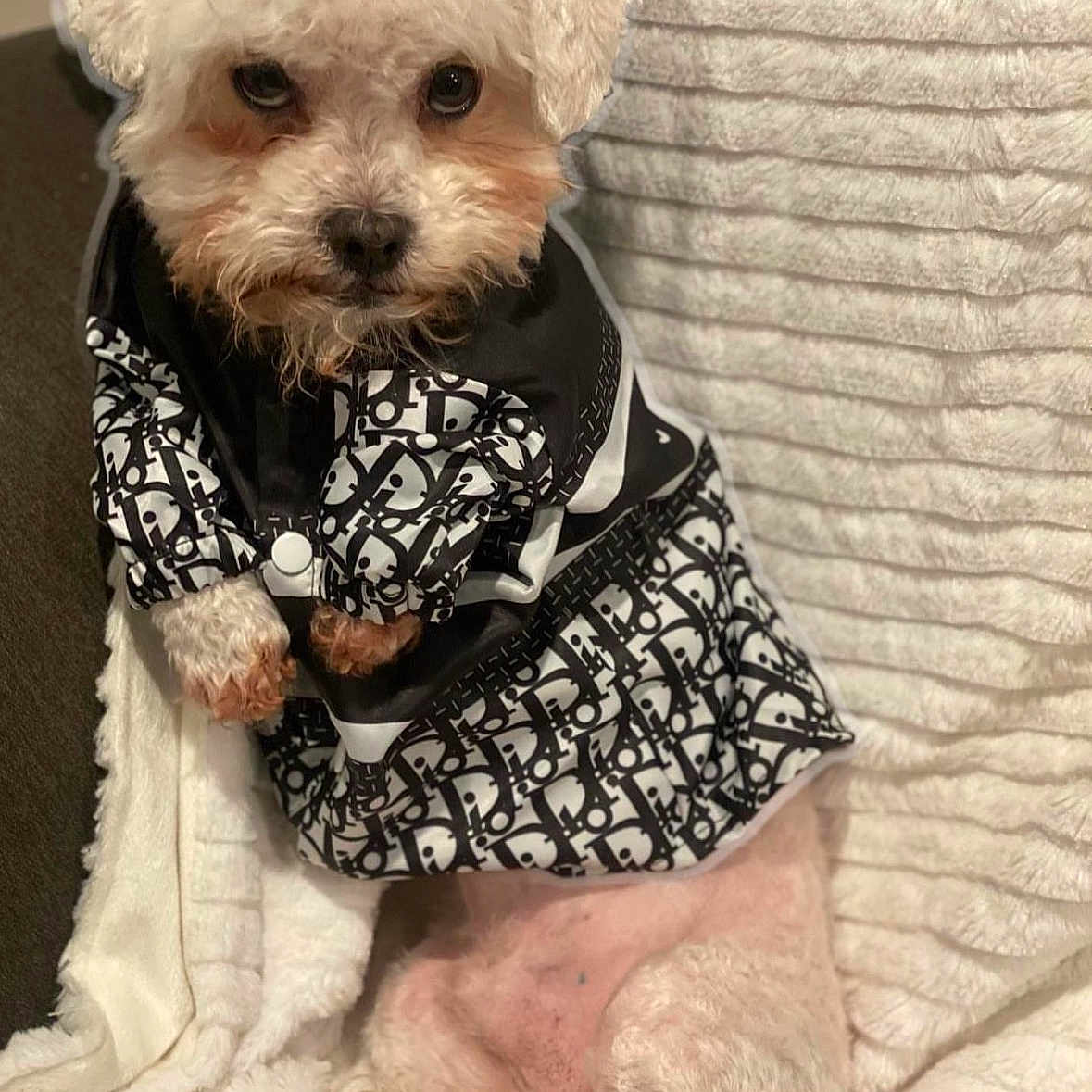 Papi Chulo