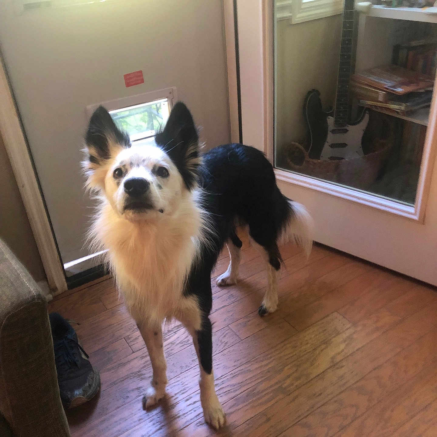 Huey joined the competition — help win amazing prizes! dog, border_collie, black_and_white, fluffy, long_hair, standing, indoors, wooden_floor, home, mirror, guitar, bookshelf, books, window, natural_light, portrait, pet, alert, pointed_ears, camera_facing