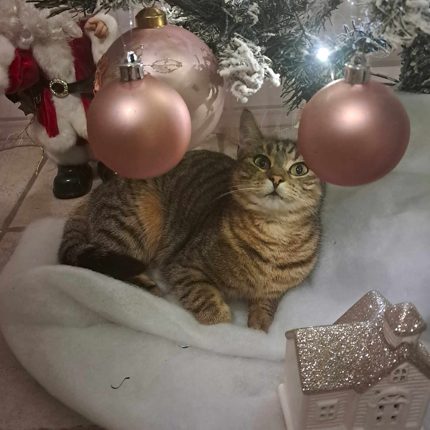 Nini a rejoint le concours — aidez-le/la à gagner de superbes lots ! animal, cat, celebration, christmas_ornaments, christmas_tree, cozy, curious, cute, decoration, festive, floor_tiles, glittery_house, holiday_decor, indoor, pet, pink_ornaments, santa_figurine, tabby_cat, white_fabric, winter