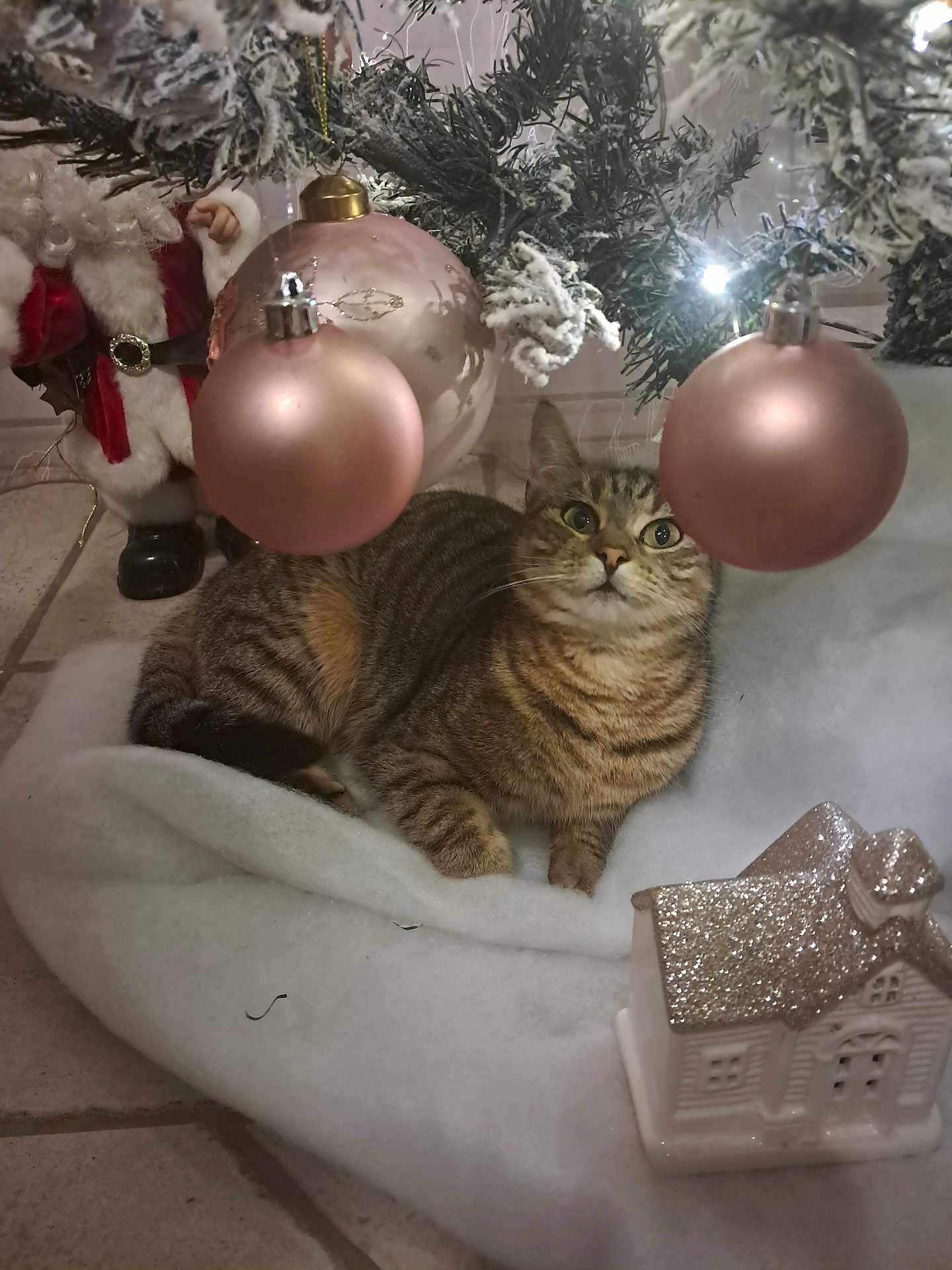 Nini a rejoint le concours — aidez-le/la à gagner de superbes lots ! cat, tabby_cat, christmas_tree, christmas_ornaments, pink_ornaments, holiday_decor, santa_figurine, glittery_house, floor_tiles, white_fabric, festive, indoor, pet, animal, curious, cozy, winter, celebration, decoration, cute