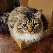 Puck is registered to the contest to win money with this photo: cat, tabby_cat, fluffy, cardboard_box, wooden_floor, pet, indoor, feline, animal, curious, cozy, closeup, sitting, whiskers, ears, fur, eyes, domestic_animal, household, resting