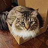 cat, tabby_cat, fluffy, cardboard_box, wooden_floor, pet, indoor, feline, animal, curious, cozy, closeup, sitting, whiskers, ears, fur, eyes, domestic_animal, household, resting