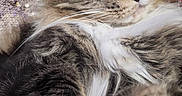 Puck is registered to the contest to win money with this photo: animal, cat, close_up, cozy, cute, feline, fluffy, fur, green_eyes, indoor, laying_down, mammal, pet, portrait, relaxed, sequins, soft, tabby, texture, whiskers